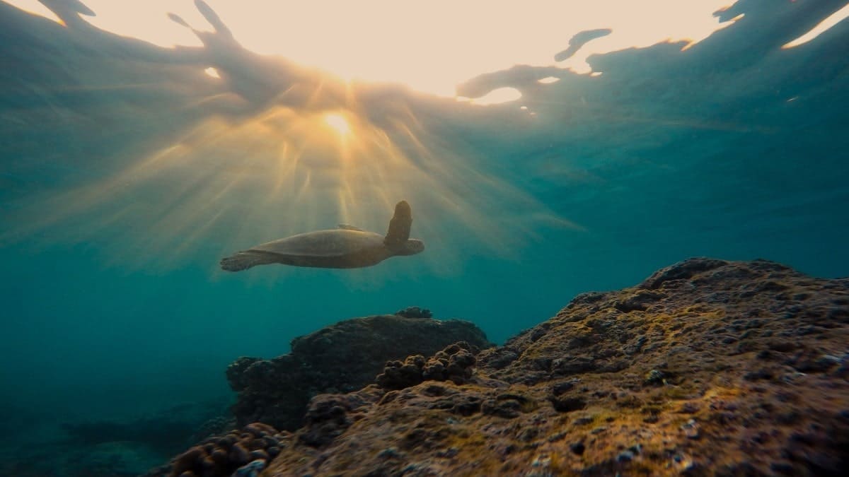 190 Visa Processing Time 2023 Atlantis Visas 190 Visa Processing Time 2023 Atlantis Visas